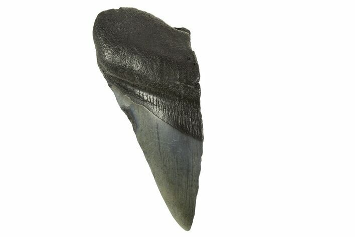 Partial Fossil Megalodon Tooth - South Carolina #332327